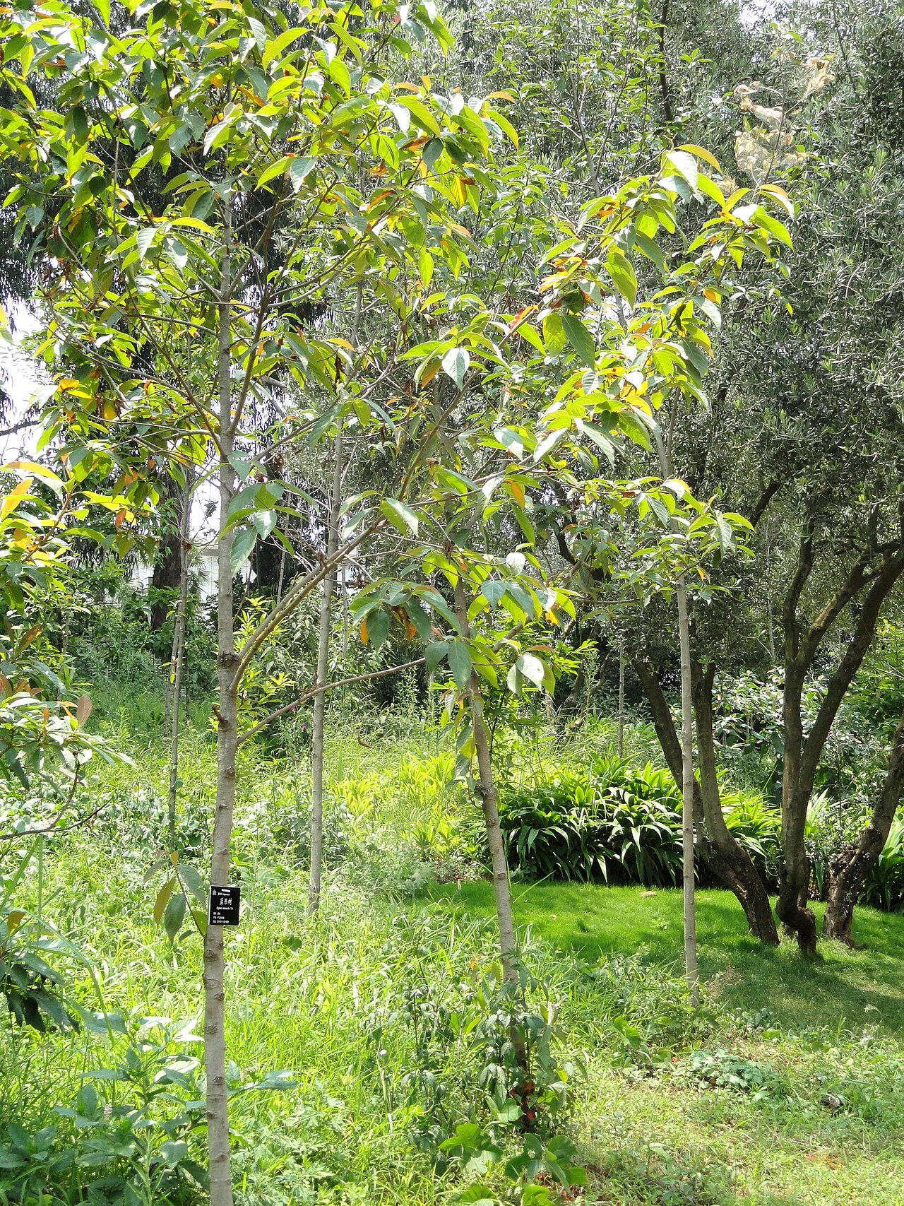 Nyssa sinensis (Chinese Tupelo)