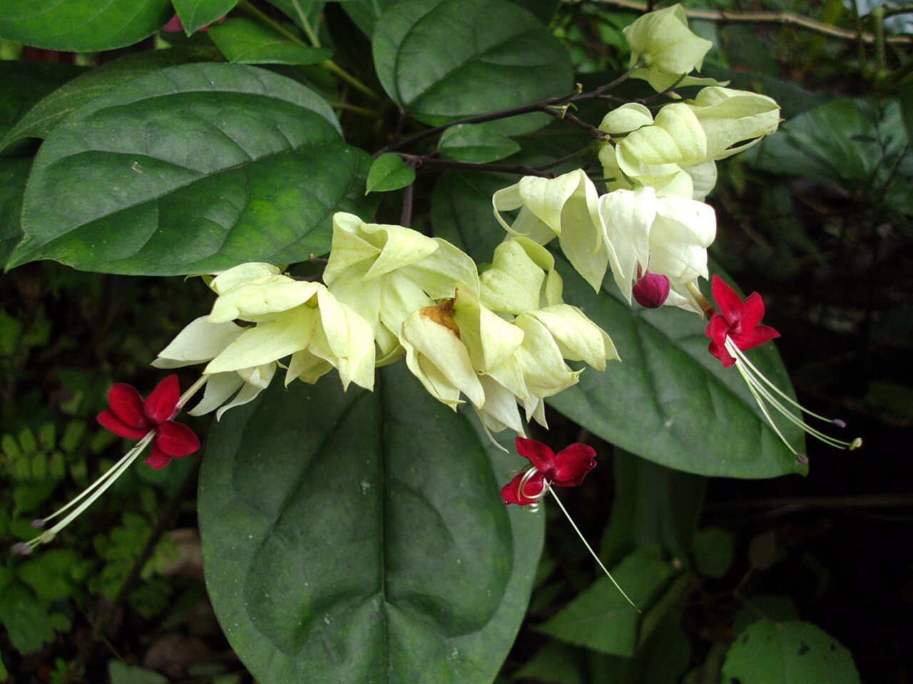 Clerodendrum thomsoniae, Bleeding-heart vine — climbing semi-evergreen (Lamiaceae) (image 4 of 10)