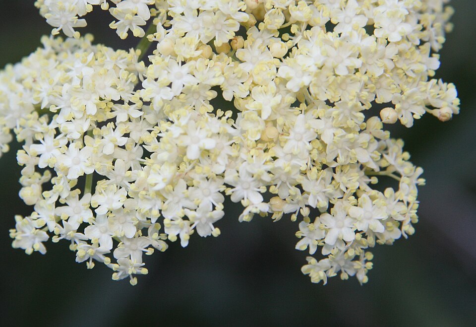 Sambucus cerulea (Blue Elderberry) (alternate view 8)