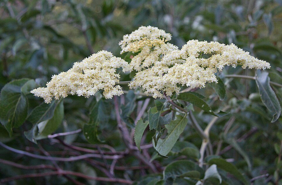 Sambucus cerulea (Blue Elderberry) (alternate view 9)