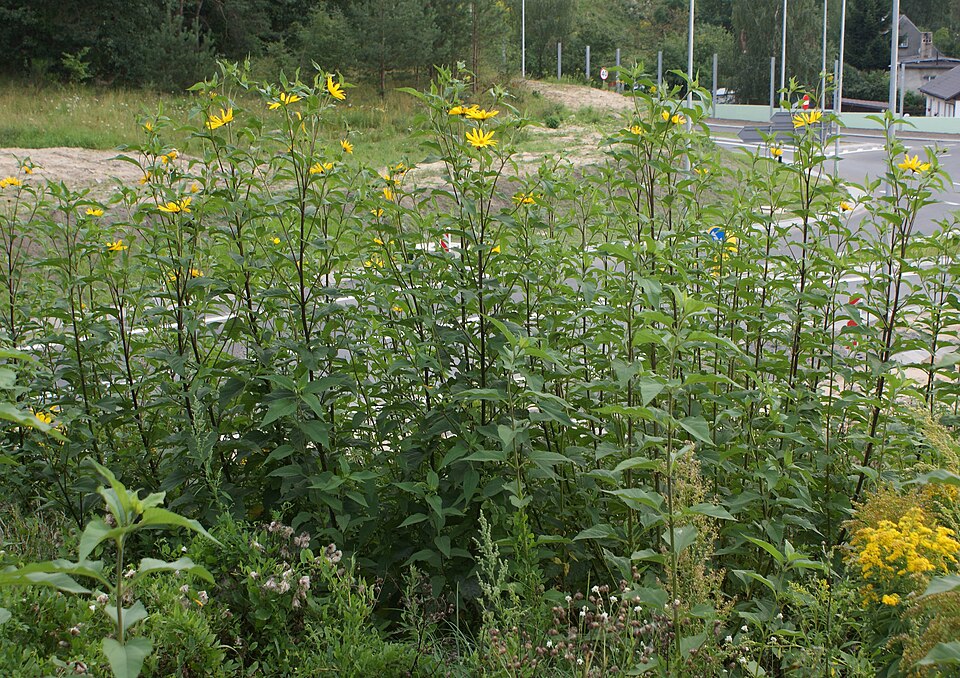Helianthus tuberosus (Jerusalem artichoke)