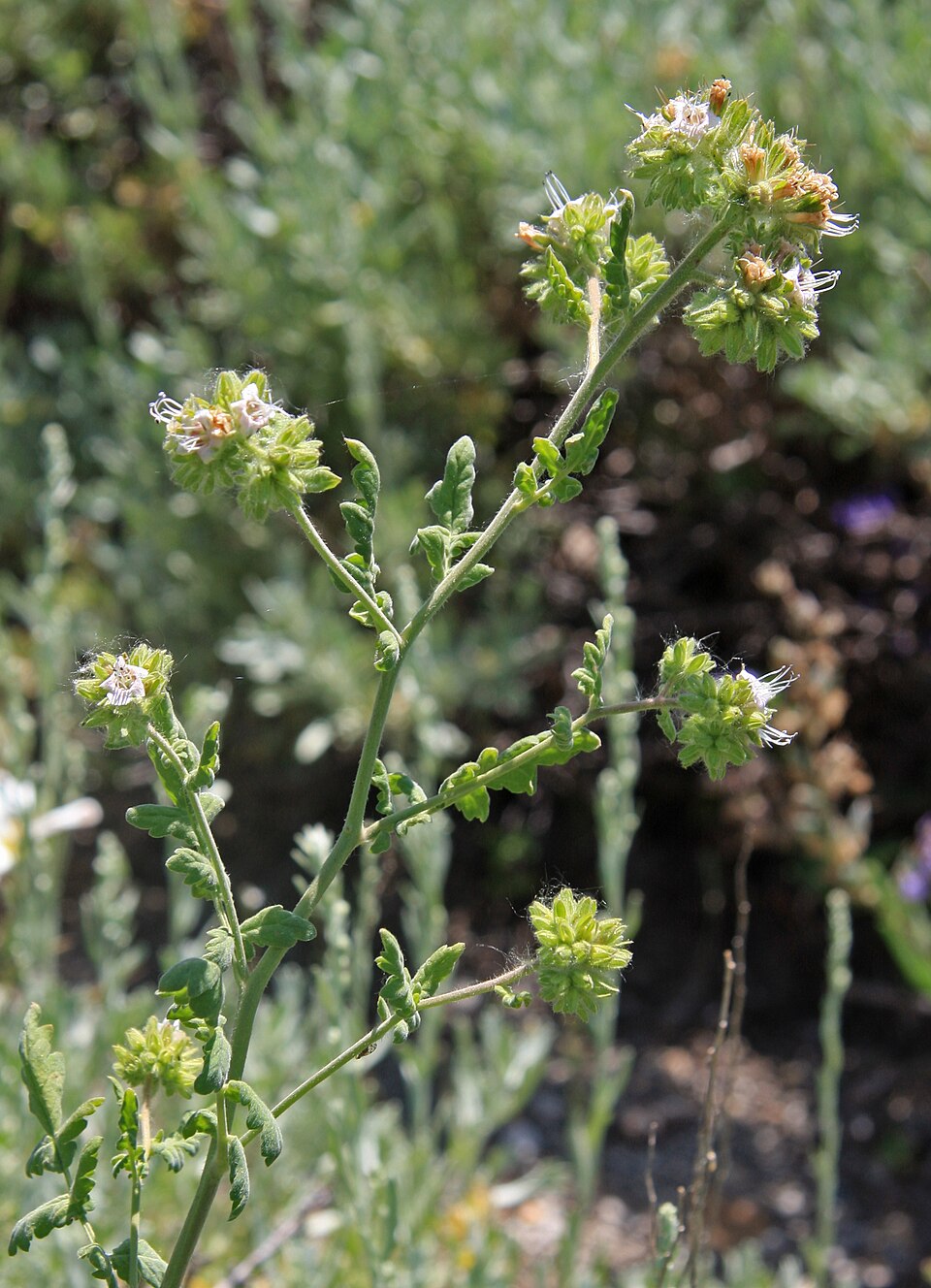 Phacelia ramosissima (branching phacelia) (alternate view 8)