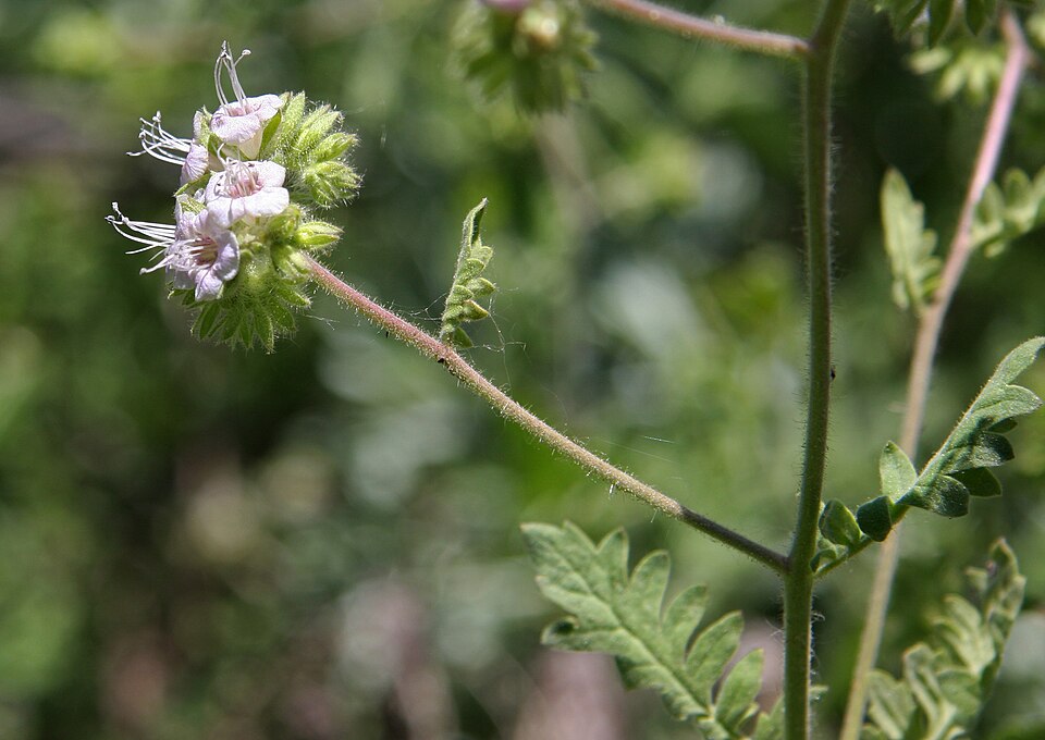 Phacelia ramosissima (branching phacelia) (alternate view 9)