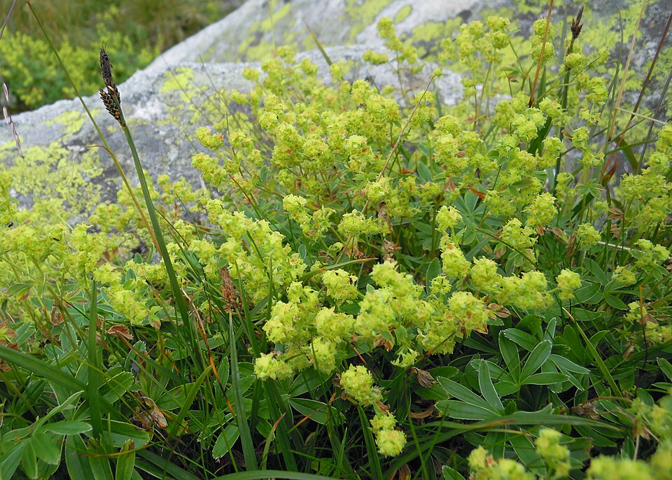Alchemilla alpina (Alpine Lady's-mantle)