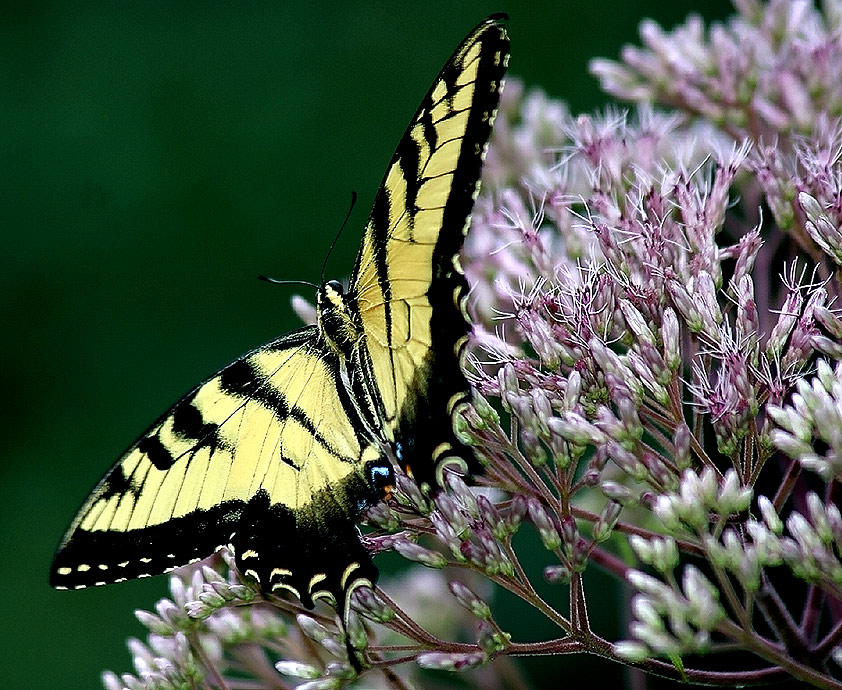 Eutrochium fistulosum (tall Joe-pye weed)