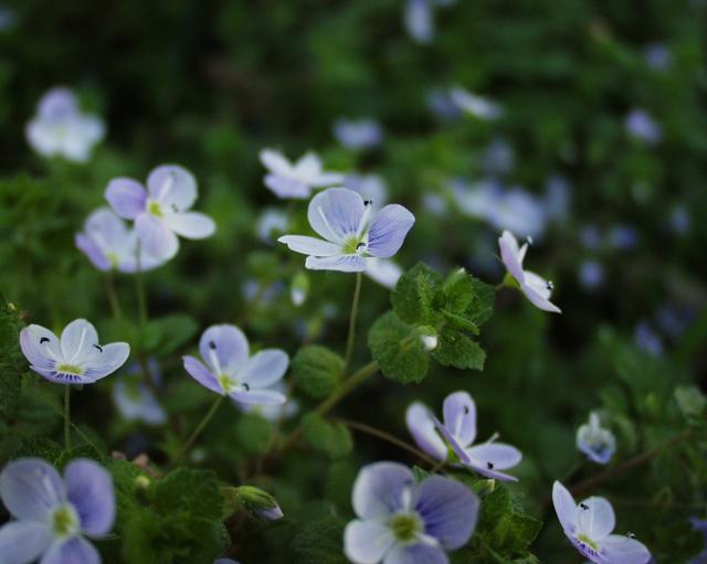 Veronica filiformis (Slender speedwell)