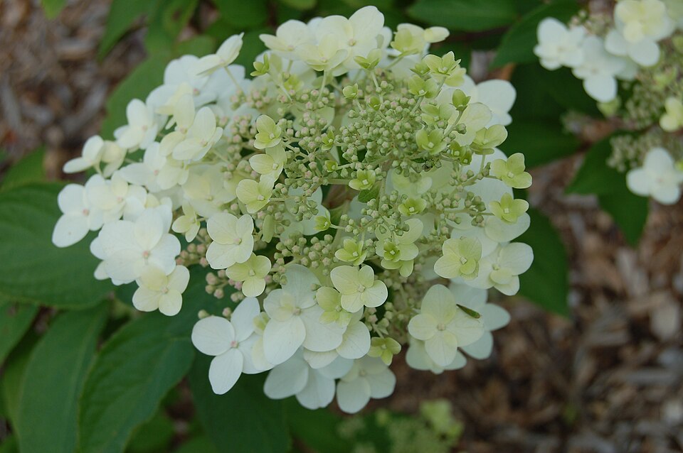Hydrangea paniculata 'Grandiflora' (pee-gee hydrangea)