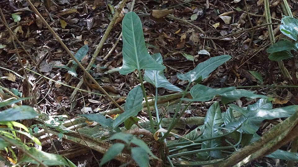 Philodendron hastatum (Silver Sword Philodendron) (alternate view 7)