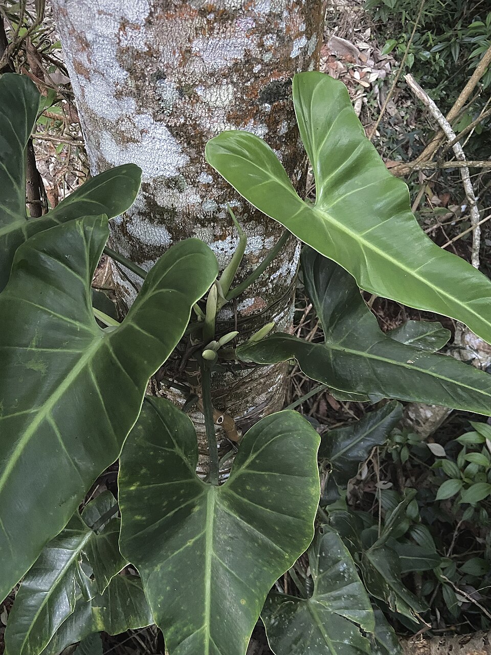 Philodendron hastatum (Silver Sword Philodendron) (alternate view 8)