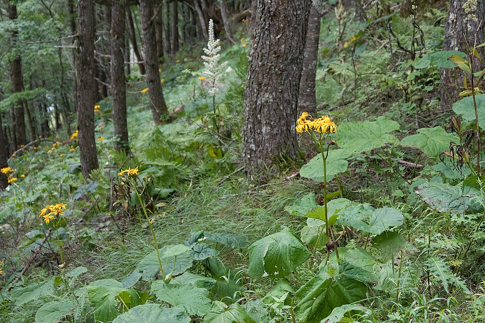 Ligularia dentata (ligularia) (alternate view 9)