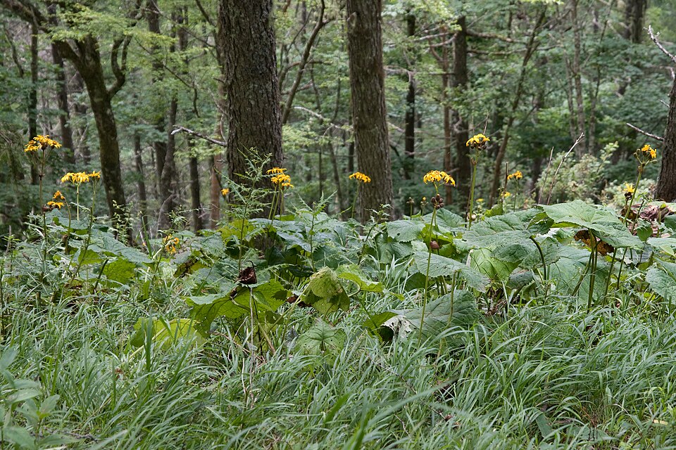 Ligularia dentata (ligularia) (alternate view 10)
