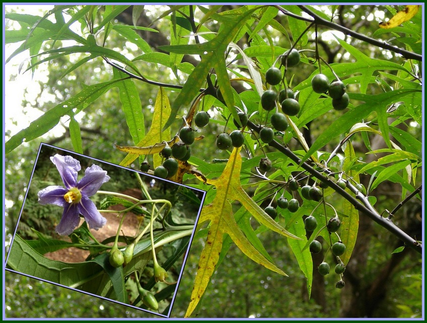 Solanum aviculare (New Zealand nightshade) (alternate view 8)