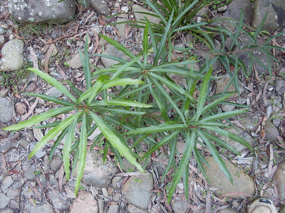 Solanum aviculare (New Zealand nightshade) (alternate view 9)