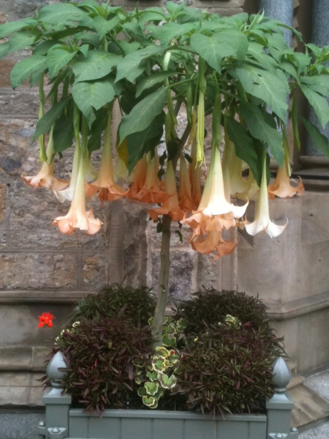 Brugmansia (angel's trumpets) (alternate view 10)