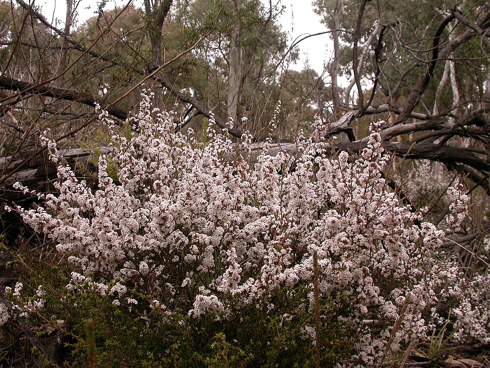 Leucopogon microphyllus (Small-leafed White Beard) (alternate view 6)