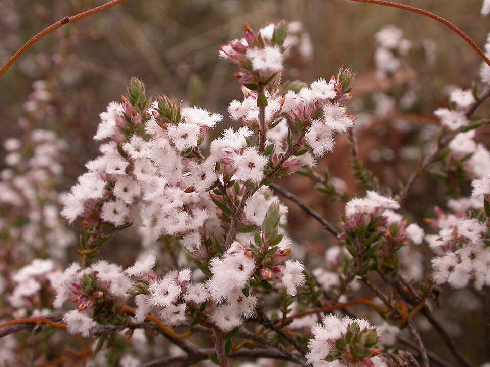 Leucopogon microphyllus (Small-leafed White Beard) (alternate view 7)