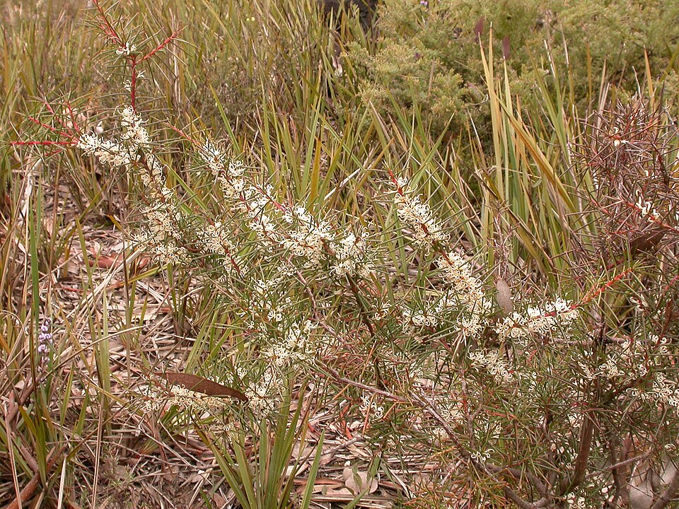 Hakea decurrens (Bushy Needlewood) (alternate view 9)