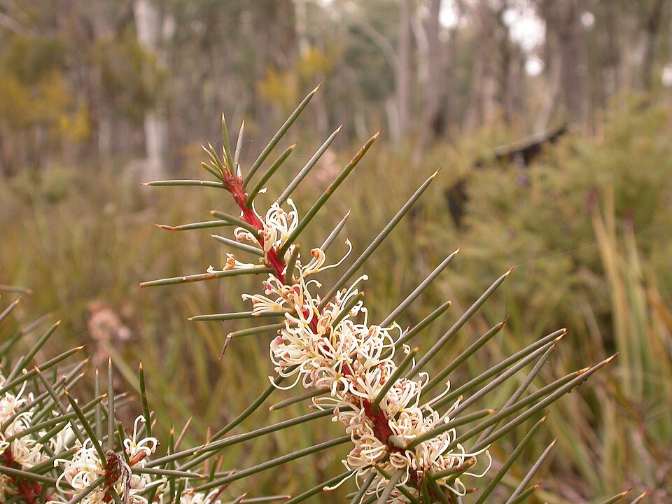 Hakea decurrens (Bushy Needlewood) (alternate view 10)