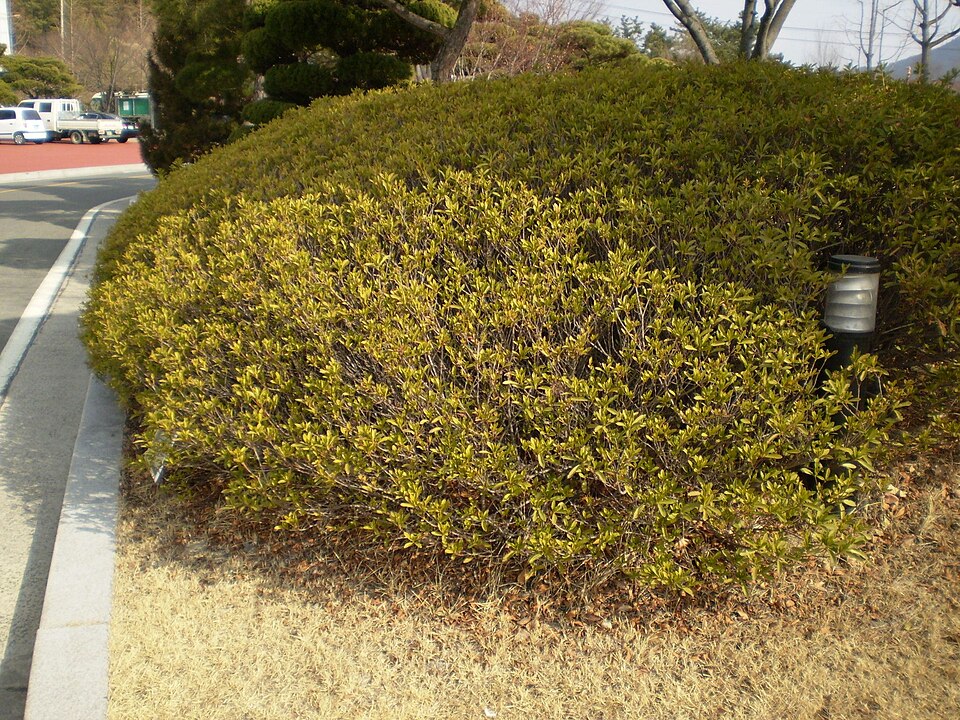 Rhododendron japonicum (Japanese azalea)