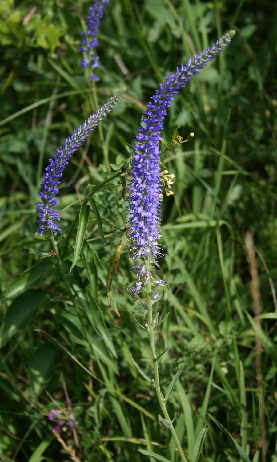 Veronica spicata (veronica, speedwell) (alternate view 13)