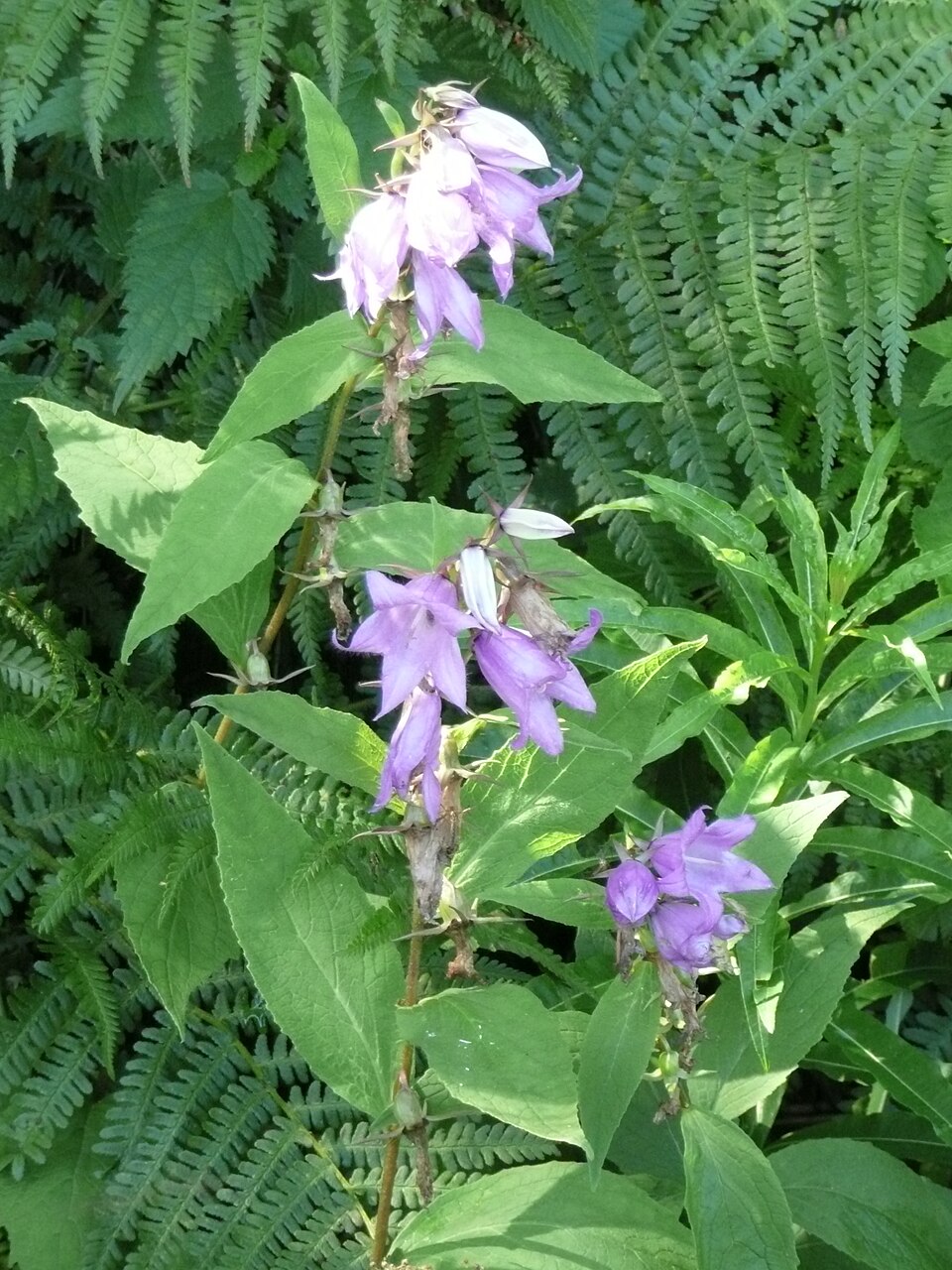Campanula latifolia (Giant Bellflower)