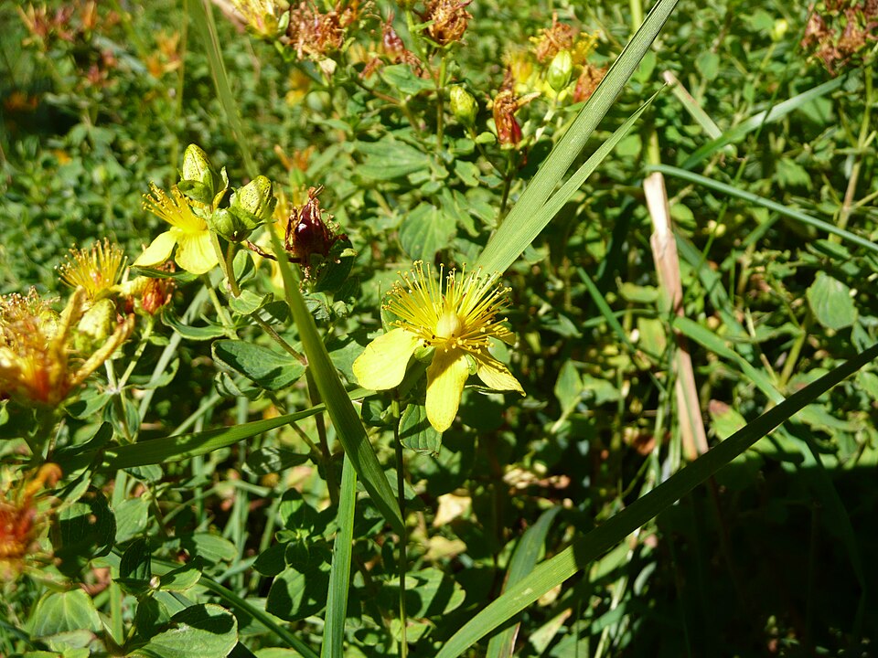 Hypericum tetrapterum (Square Stemmed Saint John's Wort)