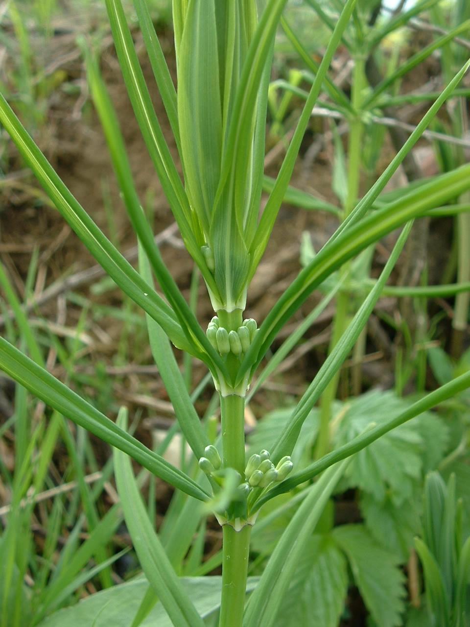 Polygonatum (Solomon's seal)