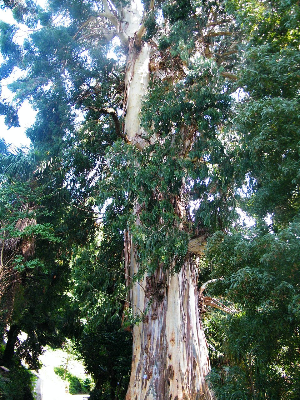Eucalyptus viminalis (manna gum) (alternate view 3)