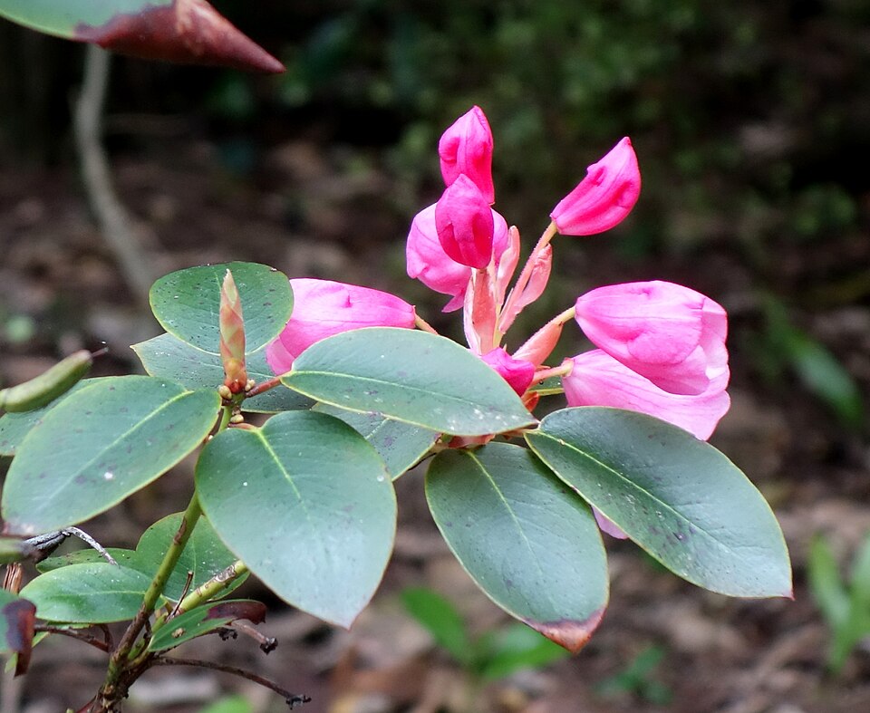 Rhododendron 'Bow Bells' (Bow Bells Rhododendron) (alternate view 4)