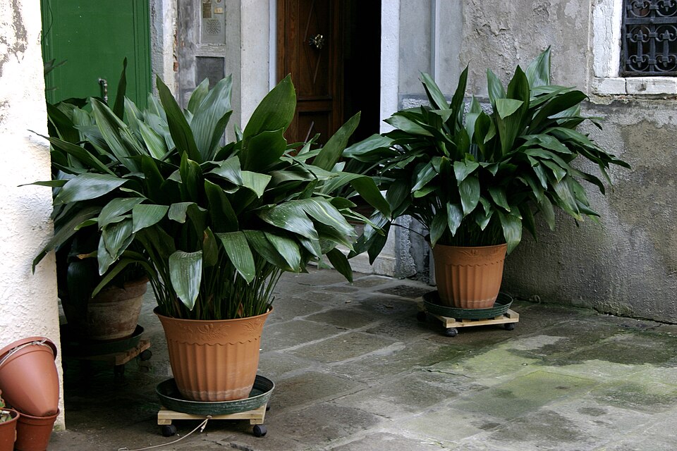 Aspidistra elatior (Cast Iron Plant) (alternate view 8)