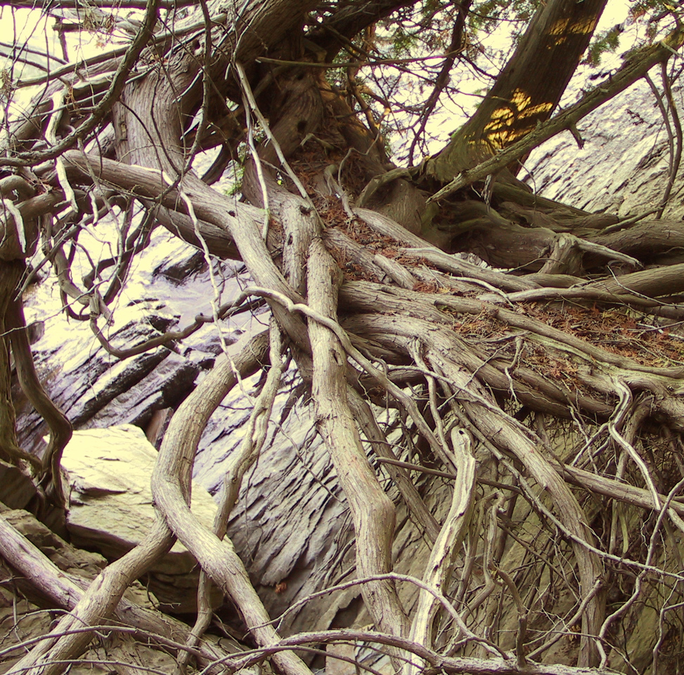 Thuja occidentalis, American arborvitae — upright evergreen (Cupressaceae) (image 4 of 10)