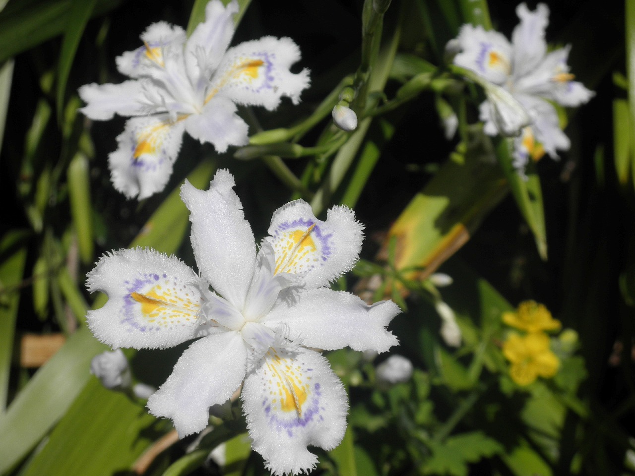 Iris japonica, Fringed iris — spreading evergreen (Iridaceae) (image 7 of 10)