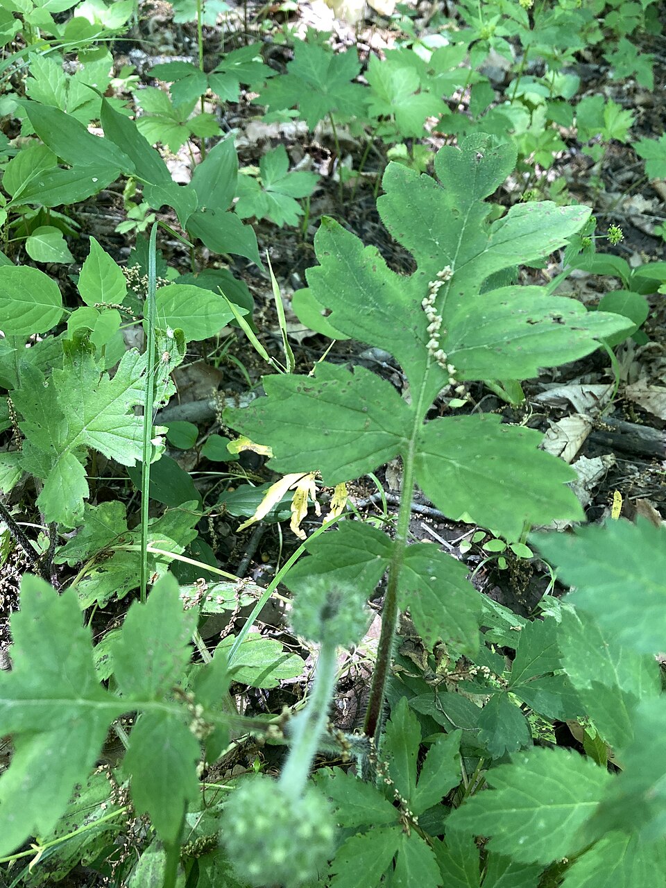 Hydrophyllum macrophyllum (Large-leaf water leaf) (alternate view 2)