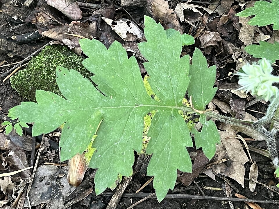 Hydrophyllum macrophyllum (Large-leaf water leaf) (alternate view 3)