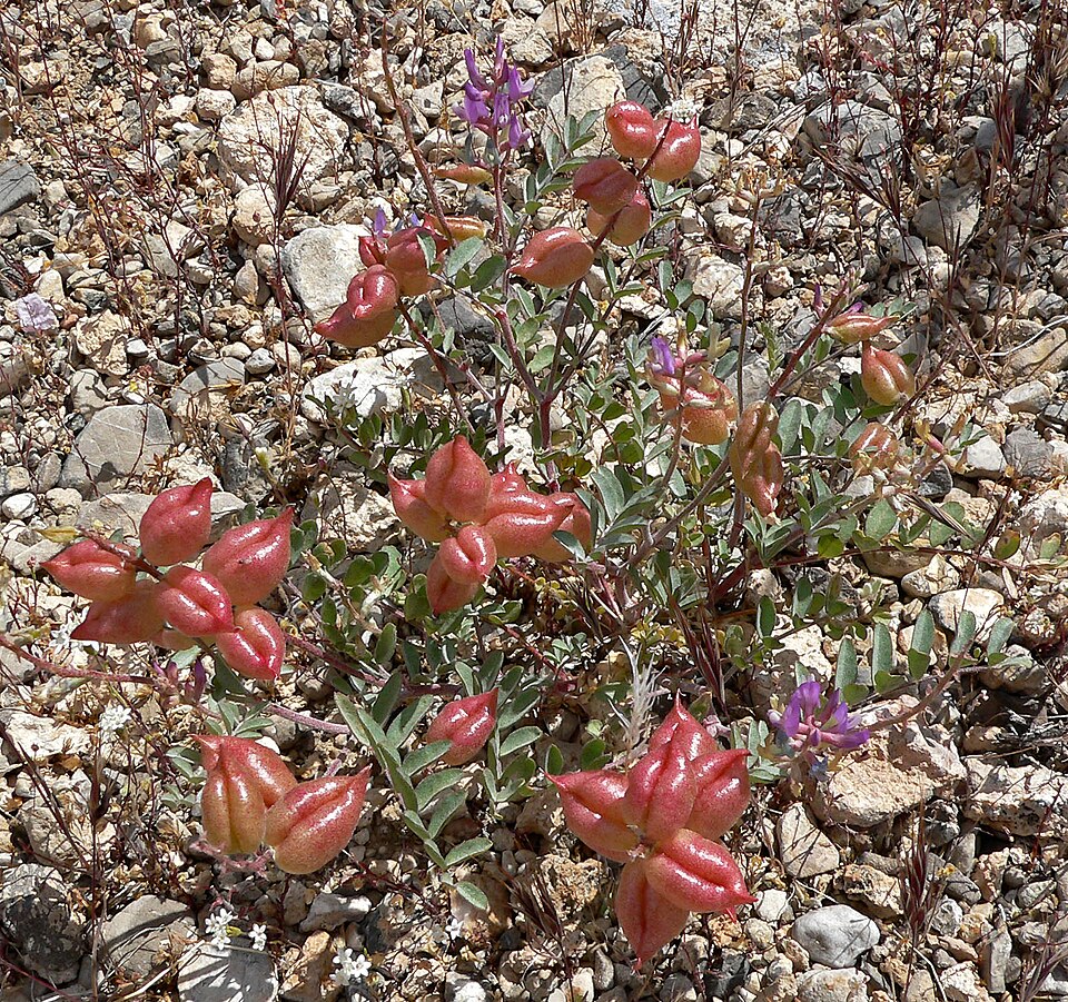 Astragalus lentiginosus (Freckled Milkvetch)