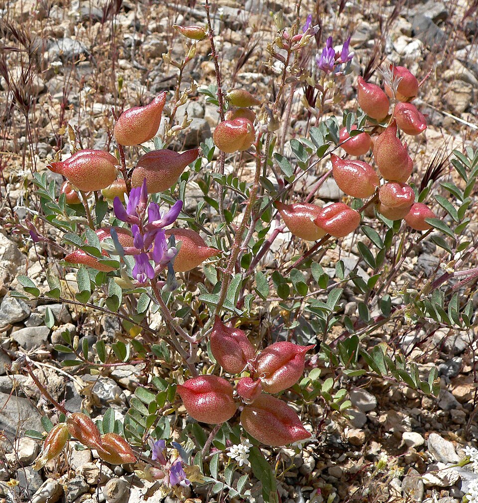 Astragalus lentiginosus (Freckled Milkvetch) (alternate view 2)