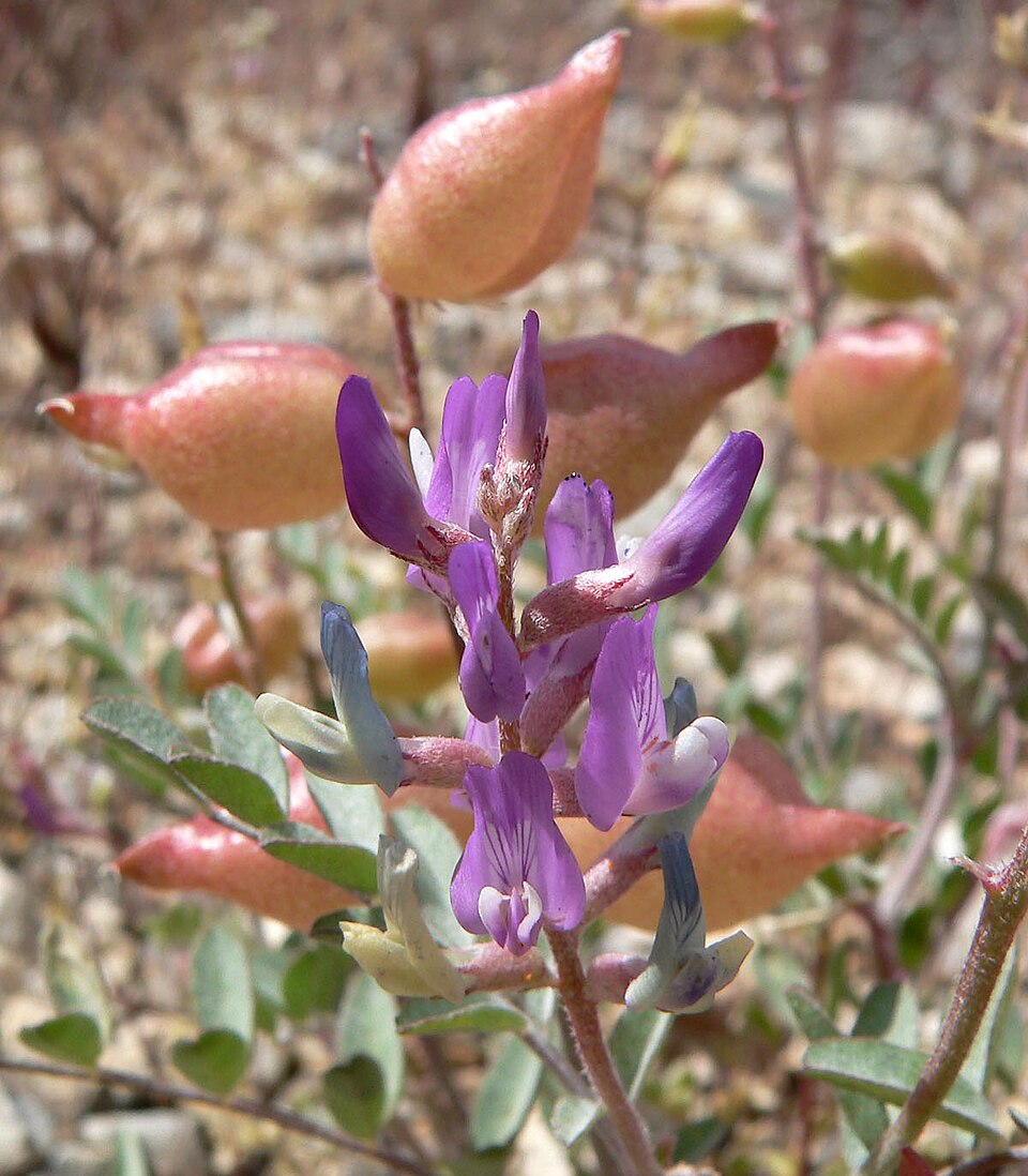 Astragalus lentiginosus (Freckled Milkvetch) (alternate view 3)
