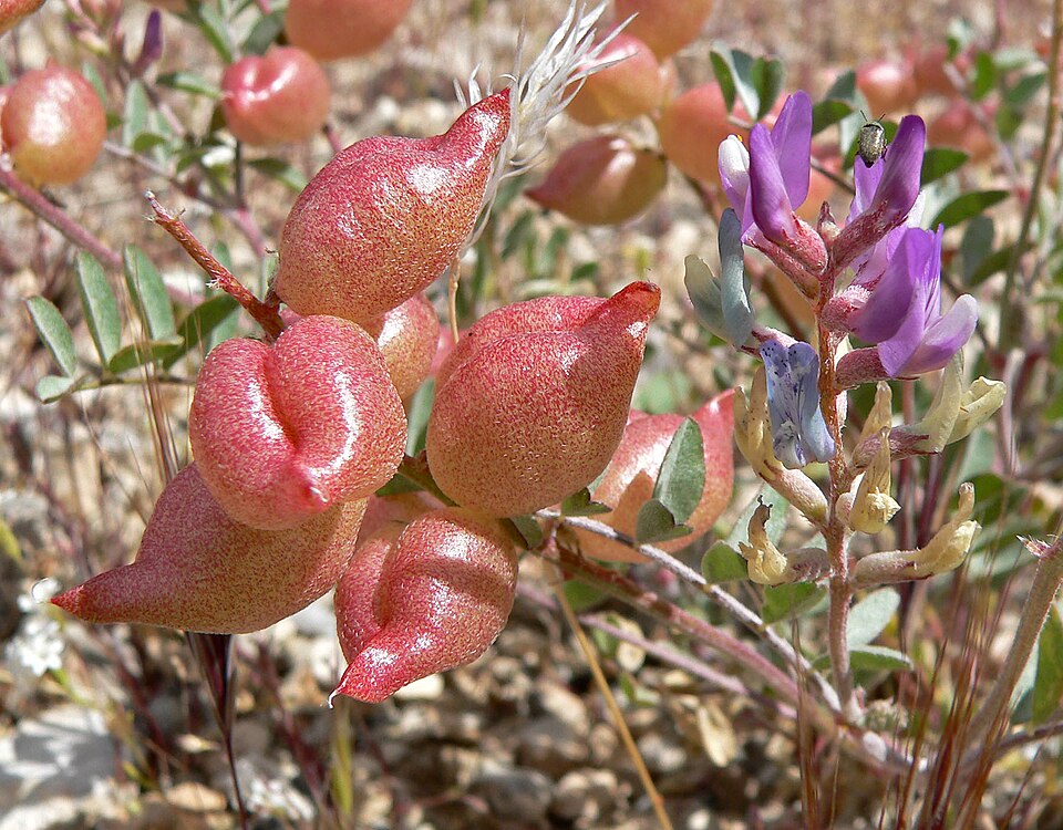 Astragalus lentiginosus (Freckled Milkvetch) (alternate view 4)