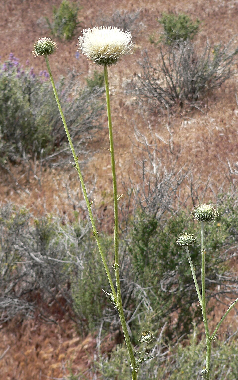 Cirsium neomexicanum (New Mexico thistle)