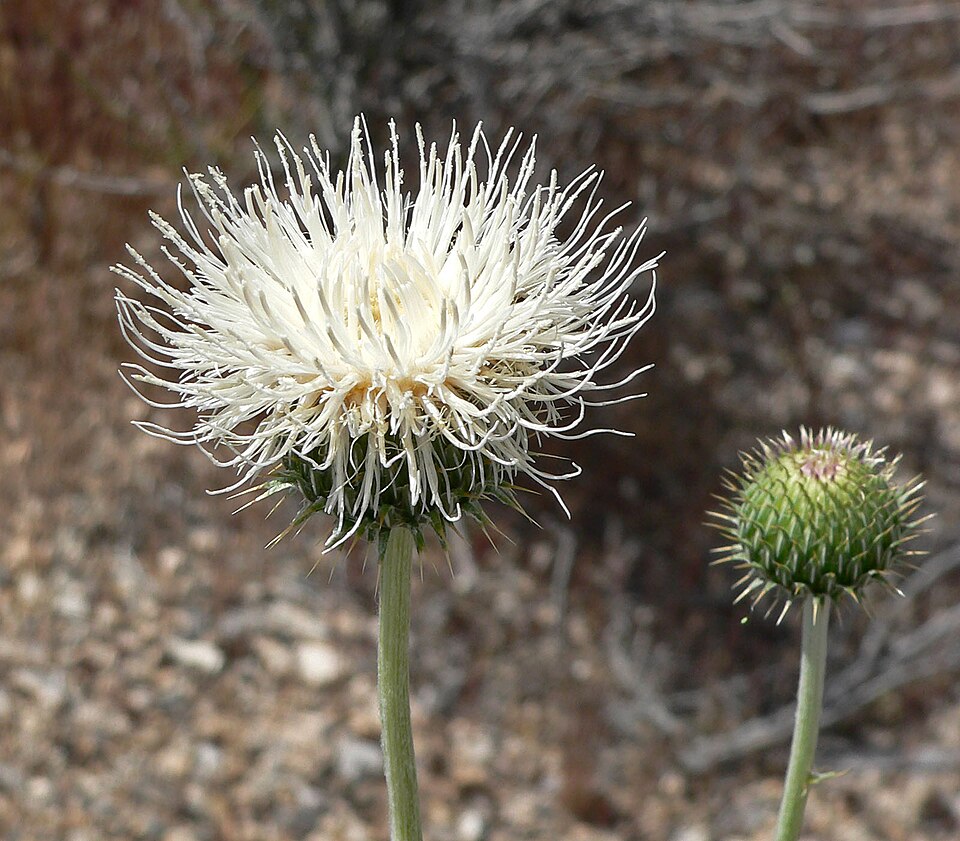 Cirsium neomexicanum (New Mexico thistle) (alternate view 2)