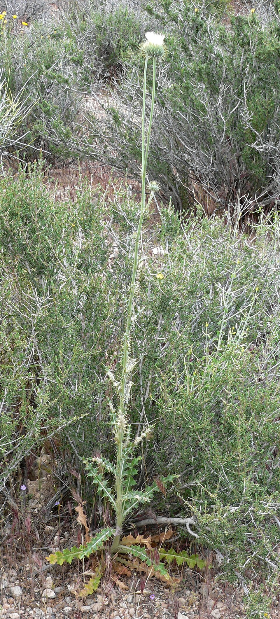 Cirsium neomexicanum (New Mexico thistle) (alternate view 3)