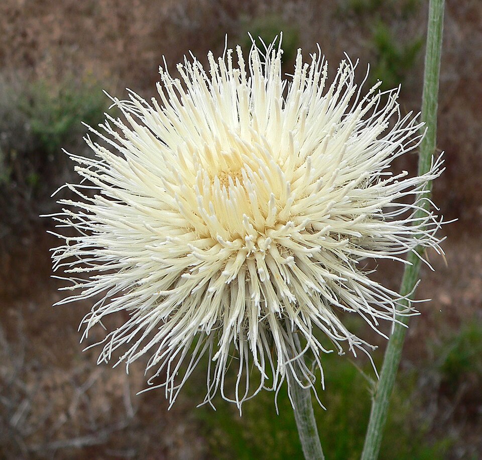 Cirsium neomexicanum (New Mexico thistle) (alternate view 4)