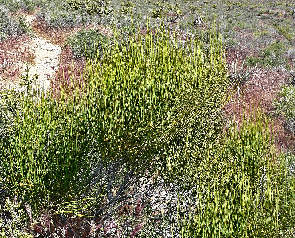 Ephedra viridis (Green Ephedra)