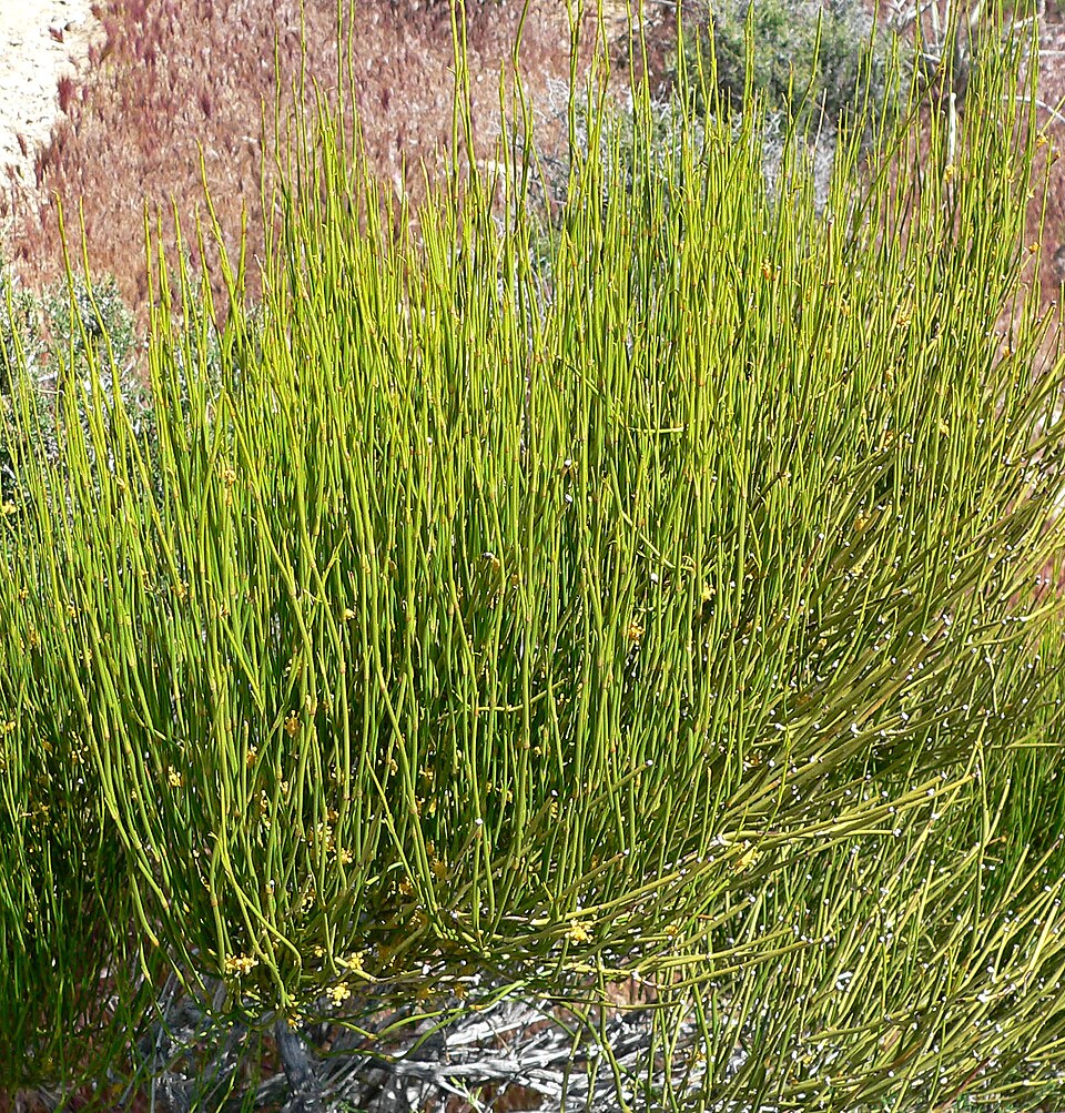 Ephedra viridis (Green Ephedra) (alternate view 2)