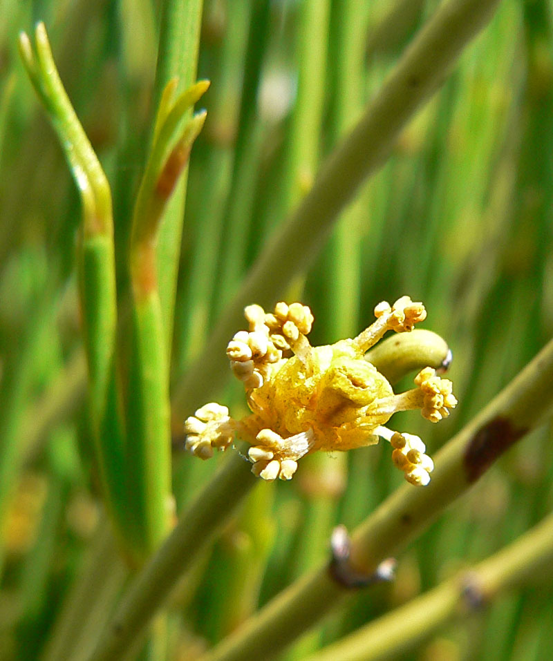 Ephedra viridis (Green Ephedra) (alternate view 3)