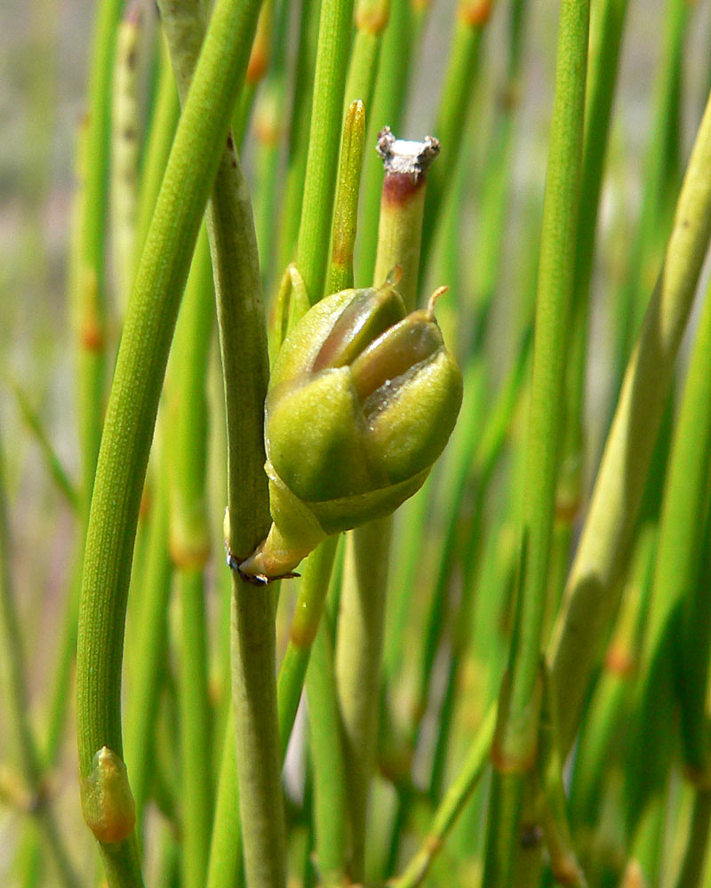 Ephedra viridis (Green Ephedra) (alternate view 4)