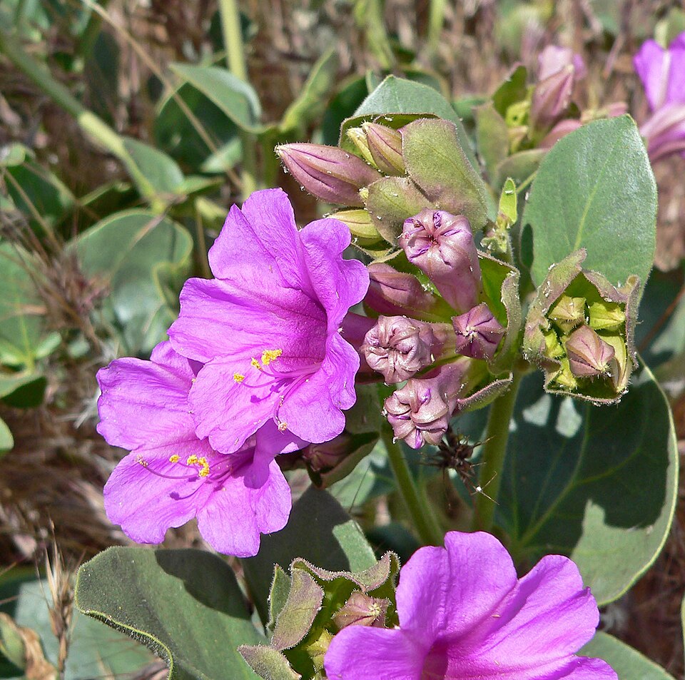 Mirabilis multiflora (Colorado Four o'Clock) (alternate view 7)