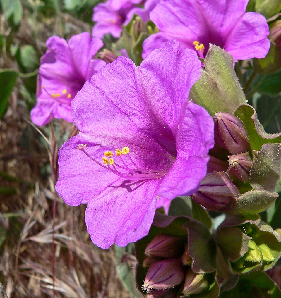 Mirabilis multiflora (Colorado Four o'Clock) (alternate view 8)