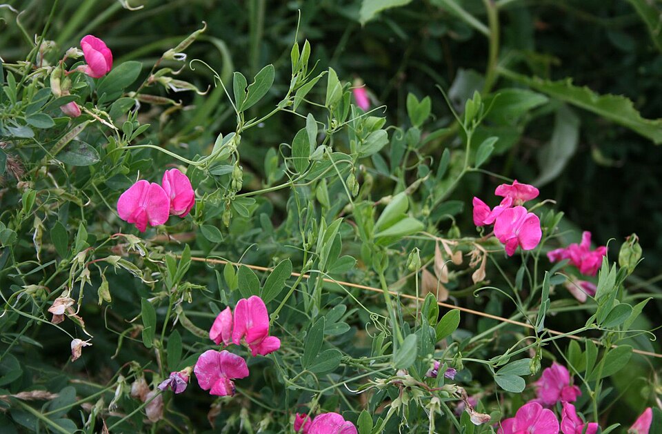 Lathyrus tuberosus (alternate view 10)