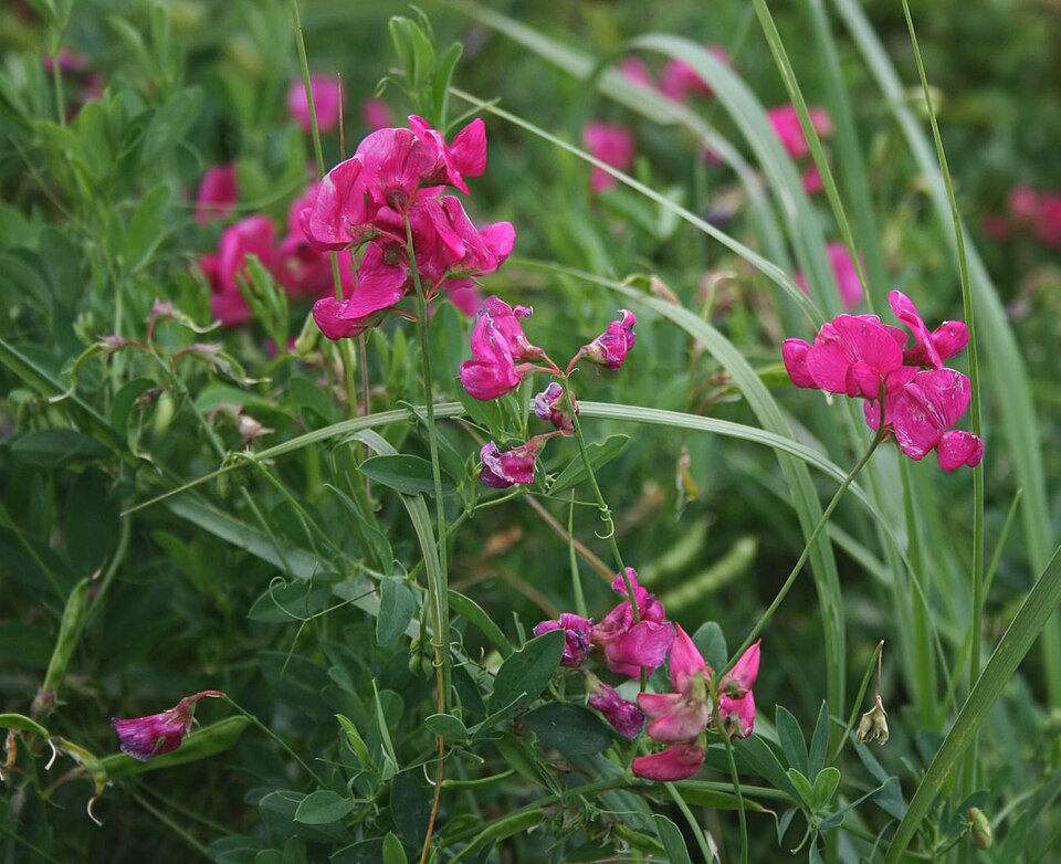 Lathyrus tuberosus (alternate view 11)